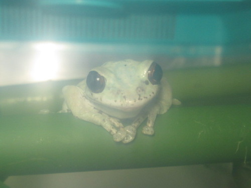 カエル ぼーやんのお部屋 カエル ぼーやんのお部屋