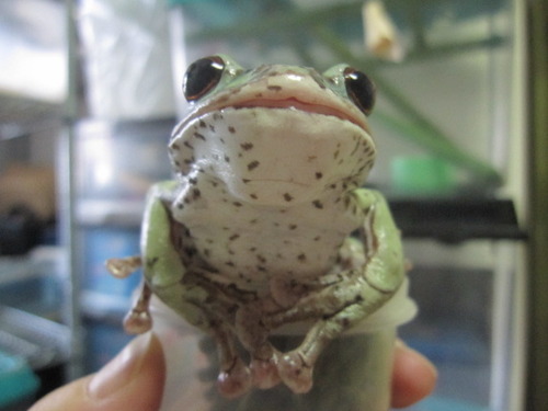 トノサマガエル ぼーやんのお部屋