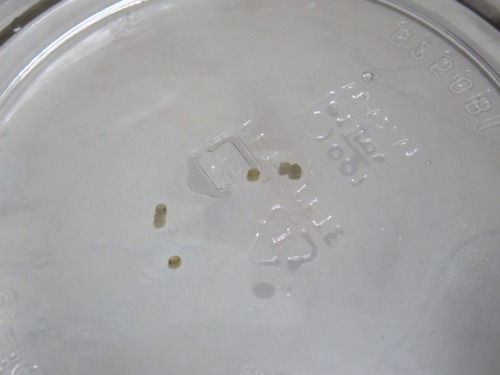 金魚の卵 ぼーやんのお部屋