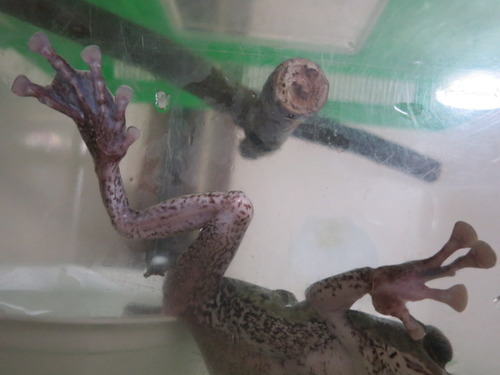 カエルの指は何本 ぼーやんのお部屋