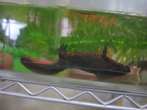 イモリが死んでる ぼーやんのお部屋