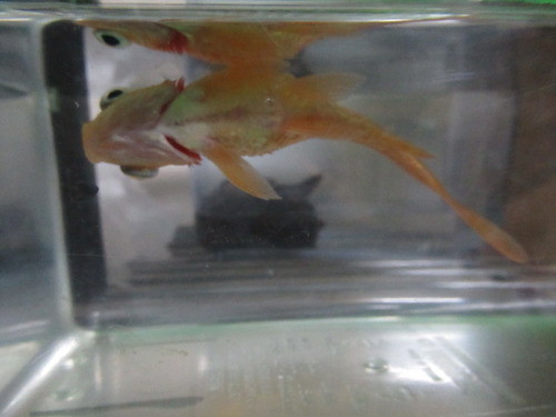 金魚 の 餌 筋 トレ 金魚に適切な水槽サイズって 飼える匹数やオススメのサイズなど Docstest Mcna Net 金魚 の 餌 筋 トレ 金魚に適切な水槽サイズって 飼える匹数やオススメのサイズなど Docstest Mcna Net