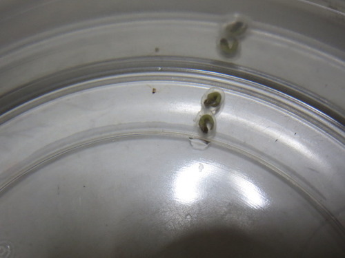 卵の中の変化 ぼーやんのお部屋