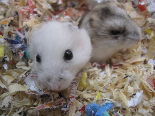 ハムスター ぼーやんのお部屋