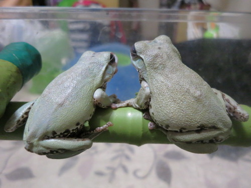 後ろ姿 ぼーやんのお部屋