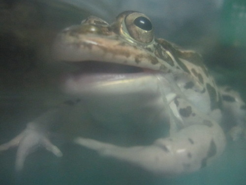 暗闇で脱皮 ぼーやんのお部屋