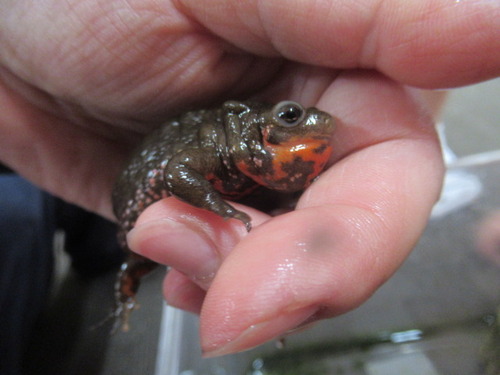 病気 ぼーやんのお部屋