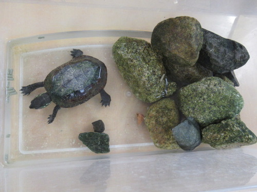 うんち ぼーやんのお部屋