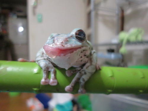 カエルの舌 ぼーやんのお部屋