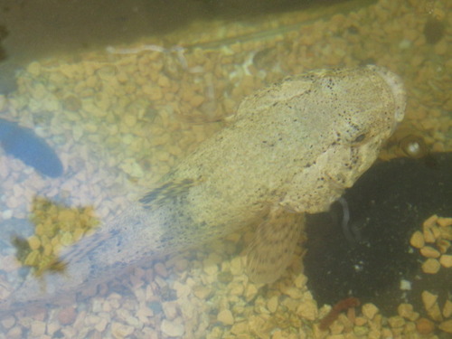水槽 ぼーやんのお部屋