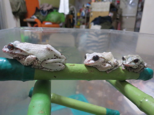 モリアオガエル ぼーやんのお部屋