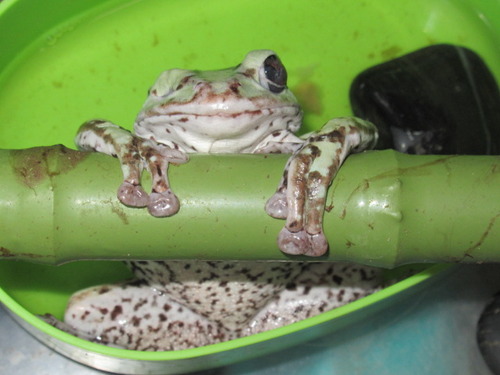 ひっくりカエル ぼーやんのお部屋 ひっくりカエル ぼーやんのお部屋