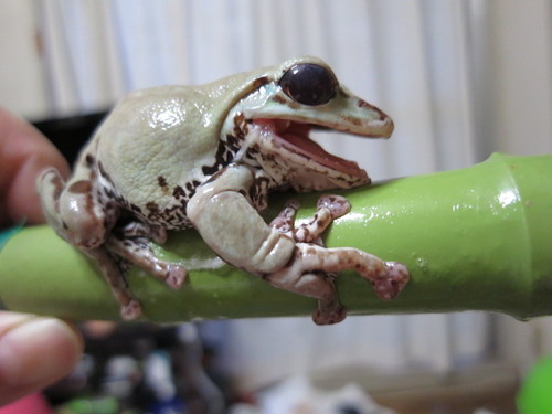 カエルの脱皮 ぼーやんのお部屋