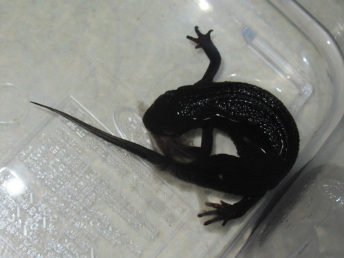 脱皮 ぼーやんのお部屋