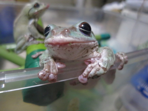 瞼 ぼーやんのお部屋 瞼 ぼーやんのお部屋