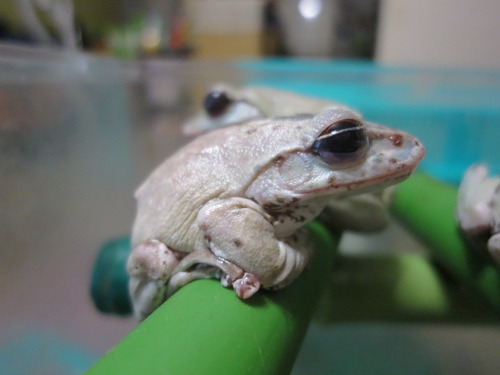 半開き ぼーやんのお部屋 半開き ぼーやんのお部屋