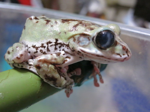 脱皮するカエル ぼーやんのお部屋 脱皮するカエル ぼーやんのお部屋