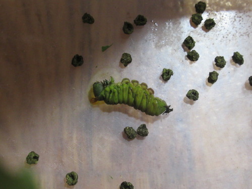 青虫 ぼーやんのお部屋 青虫 ぼーやんのお部屋