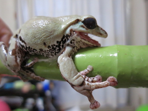 カエルの脱皮 ぼーやんのお部屋 カエルの脱皮 ぼーやんのお部屋