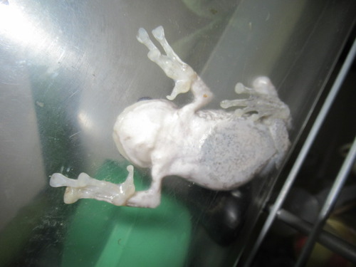 モリアオガエル ぼーやんのお部屋 モリアオガエル ぼーやんのお部屋