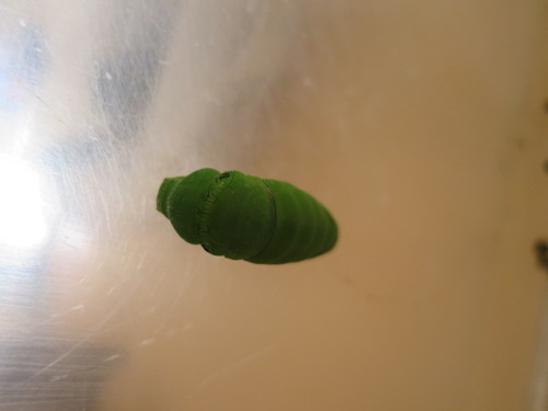 青虫 ぼーやんのお部屋 青虫 ぼーやんのお部屋