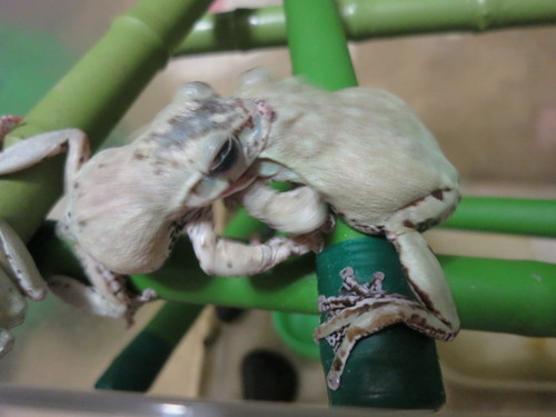 共食い ぼーやんのお部屋