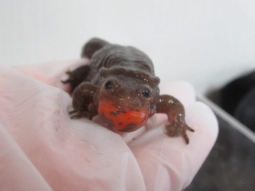 アカハライモリ ぼーやんのお部屋