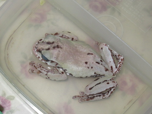 モリアオガエル ぼーやんのお部屋 モリアオガエル ぼーやんのお部屋