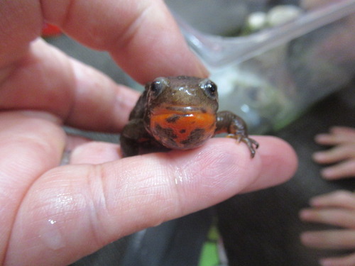 病気 ぼーやんのお部屋