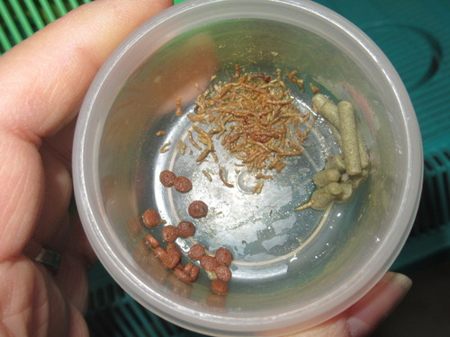 乾燥赤虫 ぼーやんのお部屋