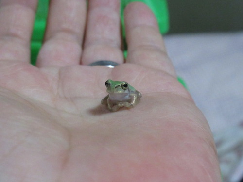 カエル ぼーやんのお部屋 カエル ぼーやんのお部屋