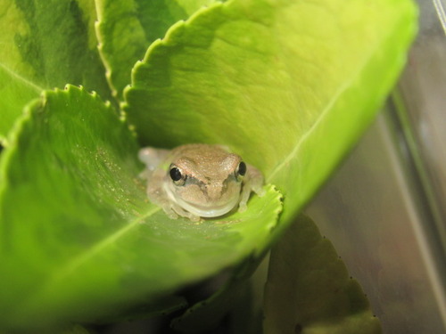 カエルの赤ちゃん ぼーやんのお部屋