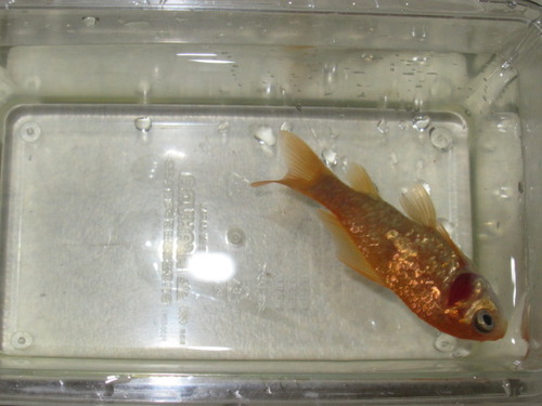 金魚 ぼーやんのお部屋 金魚 ぼーやんのお部屋