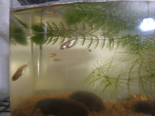 金魚の体色 ぼーやんのお部屋 金魚の体色 ぼーやんのお部屋