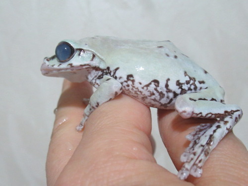 高齢 ぼーやんのお部屋