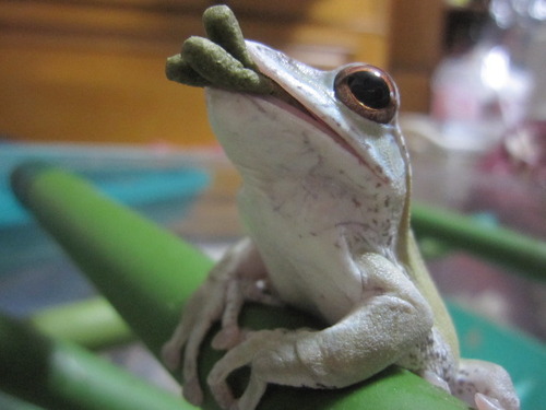 ３本一気飲み ぼーやんのお部屋