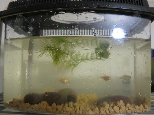 水槽の水替え ぼーやんのお部屋