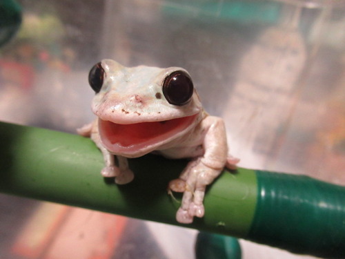 カエルの口 ぼーやんのお部屋