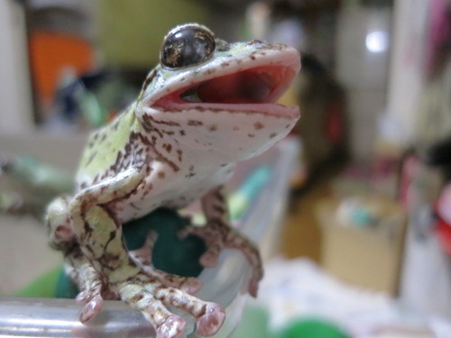 動画 目玉の中に寄生虫が住み着いてしまったカエル 閲覧注意 カラパイア