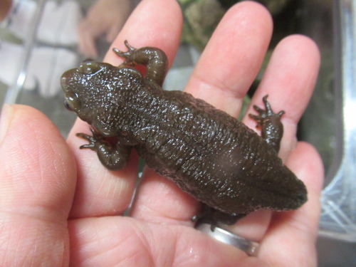 病気 ぼーやんのお部屋