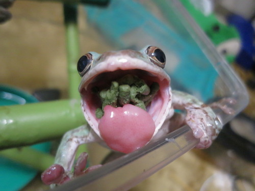 カエルの舌 ぼーやんのお部屋