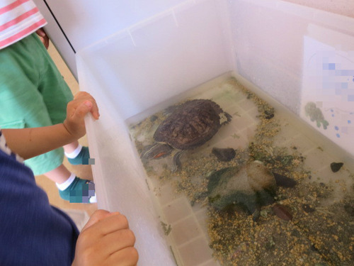 亀の成長 ぼーやんのお部屋