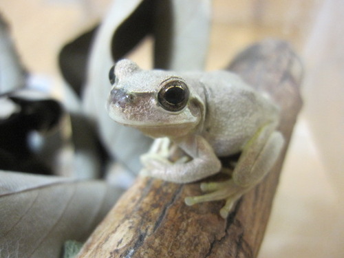 秘儀 雲隠れの術 ぼーやんのお部屋