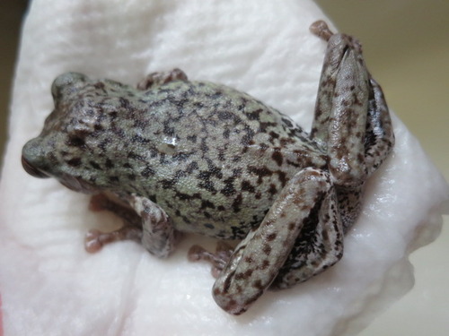 痛そうなカエル ぼーやんのお部屋