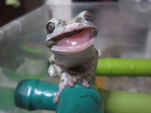 カエルの舌 ぼーやんのお部屋