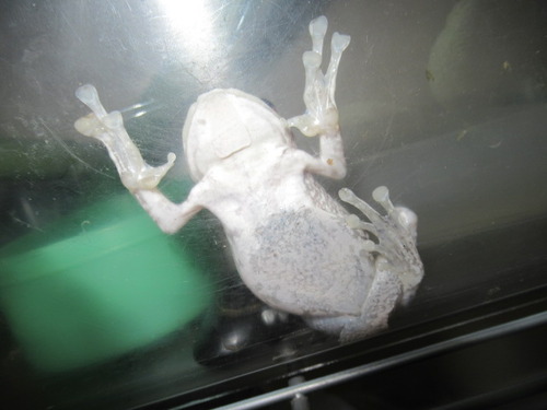 モリアオガエル ぼーやんのお部屋 モリアオガエル ぼーやんのお部屋