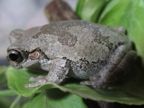 耳 ぼーやんのお部屋
