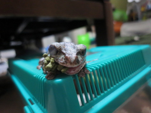 眠ってたカエル ぼーやんのお部屋