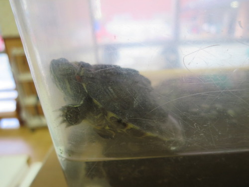 ミドリガメ ぼーやんのお部屋 ミドリガメ ぼーやんのお部屋