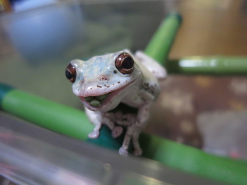 モリアオガエル ぼーやんのお部屋